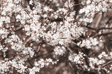 Flowering apple trees in a city park at spring