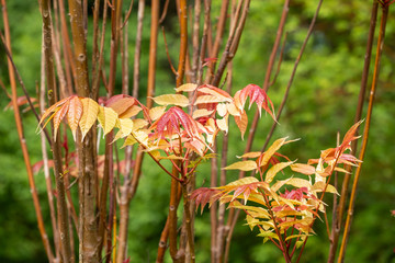 Toona sinensis Flamingo Chinesischer Surenbaum
