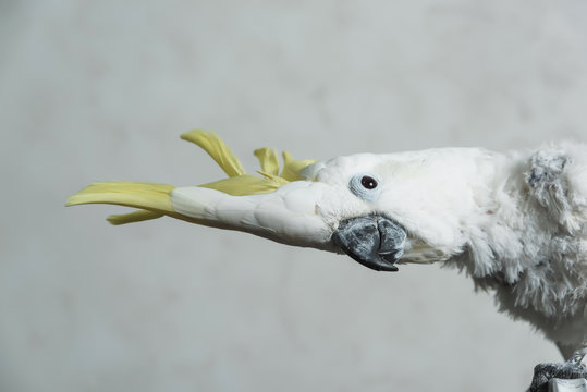 White talking parrot cockatoo with yellow tuft. Loss of feathers in a parrot. Bald Cockatoo.