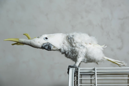 White Talking Parrot Cockatoo With Yellow Tuft. Loss Of Feathers In A Parrot. Bald Cockatoo.