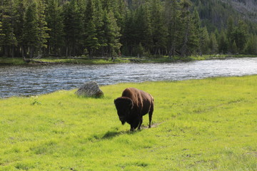 american bison in yellowstone