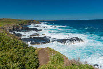 Natural and animals in Phillip Island