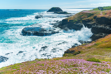 Natural and animals in Phillip Island