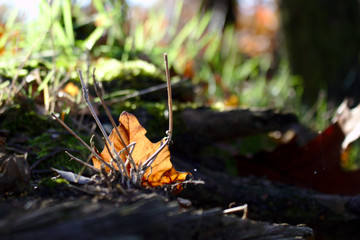 Leśne_opowieści1 © Ewelina