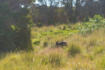 Natural and animals in Phillip Island