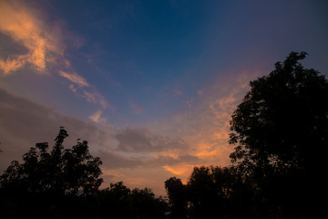 Fototapeta na wymiar silhouette tree and sky background
