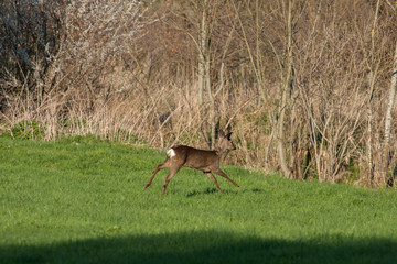 deer, red deer, cervus elaphus