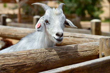 Portrait of a goat. Goat looks into the camera. Farm animals in the desrt.