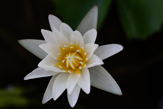 Macro picture of a single white lotus in a sun-filled pond There is a relationship related to Buddhism.