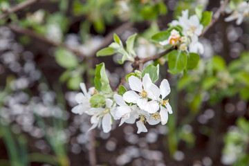 apple flowers in spring close up