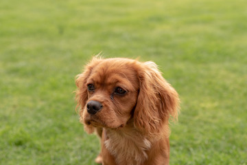 A closeup profile shot of a single isolated ruby Cavalier King Charles Spaniel.
