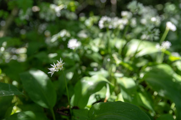 Obraz premium Allium ursinum, sunlit white wild garlic flowers against a natural green background, using a shallow depth of field.