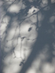 Shadow of a tree