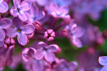  beautiful lilac flowers background
