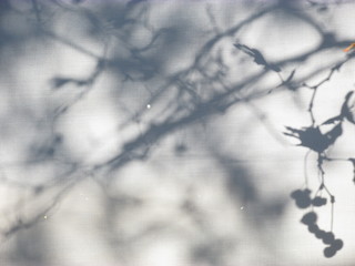 Shadow of a tree