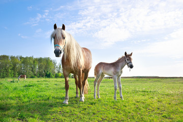 Naklejka na ściany i meble horse with foal on pasture and blue sky