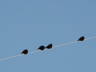 birds on the wire