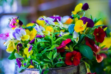 Fotobehang Viooltje A bouquet of colorful pansies 2  © Edbeck