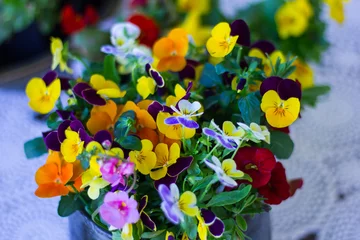 Foto op Canvas A bouquet of colorful pansies 3 © Edbeck