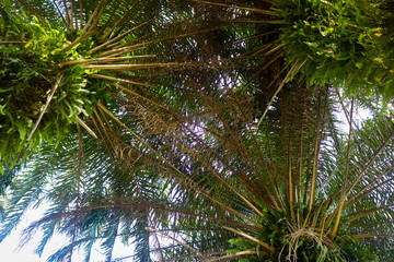 Palm trees from below