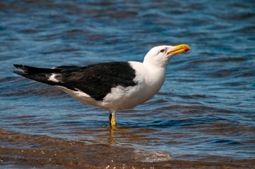 Seagull on the lake looking upwards