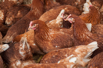 portrait of chicken in a Traditional free range poultry farming