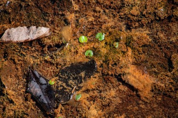 Dirt with leaves texture