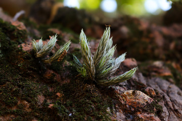Small moss growing on tree branch