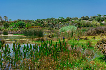 landscape with pond and reeds in summer