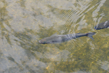Fototapeta premium fish in clear water close up top view
