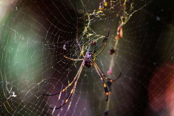 spider on web