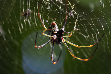 spider on web eating a fly