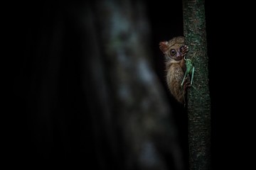 Spectral Tarsier, Tarsius, portrait of rare endemic nocturnal mammal trying to catch and eat grasshopper, cute primate in large ficus tree in jungle, Tangkoko National Park, Sulawesi, Indonesia