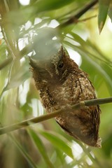 Sulawesi Scops Owl sitting on the branch in bamboo canopy, Tangkoko Reserve, Sulawesi, Indonesia,  exotic birding experience in Asia,wildlife scene