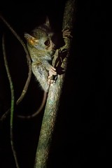 Spectral Tarsier, Tarsius, portrait of rare endemic nocturnal mammal trying to catch and eat...