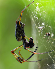 spider on a web eating a fly