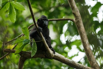 Celebes crested macaque on the branch of the tree. Close up portrait. Endemic black crested macaque or the black ape. Natural habitat. Unique mammals in Tangkoko National Park,Sulawesi. Indonesia