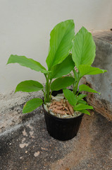 Tumaric In Flowerpot