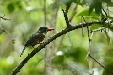 The green-backed kingfisher perches on a branch in indonesian jungle,family Alcedinidae, endemic species to Indonesia, Exotic birding in Asia, Tangkoko, Sulawesi, beautiful colorful bird