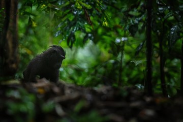 Small cute baby macaque sitting on ground in rainforest. Close up portrait. Endemic black crested macaque or the black ape. Unique mammals in Tangkoko National Park,Sulawesi. Indonesia