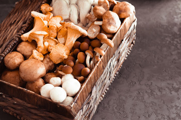 Variety of uncooked wild forest mushrooms in a wicker basket on a black background, flat lay....
