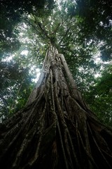 Giant ficus tree in Tangkoko National Park. North Sulawesi. Indonesia, lush and dense primary rain forest, view into jungle canopy