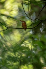Dwarf sulawesi kingfisher (Ceyx fallax) perches on a branch in indonesian jungle,family Alcedinidae, endemic species to Indonesia, Exotic birding in Asia, Tangkoko, Sulawesi, beautiful colorful bird