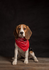 Portrait of beagle dog wearing red bandana sitting on wooden floor behind black background
