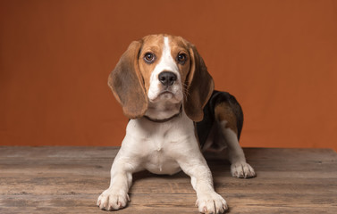 Cute little beagle puppy lying on a wooden floor on an orange background