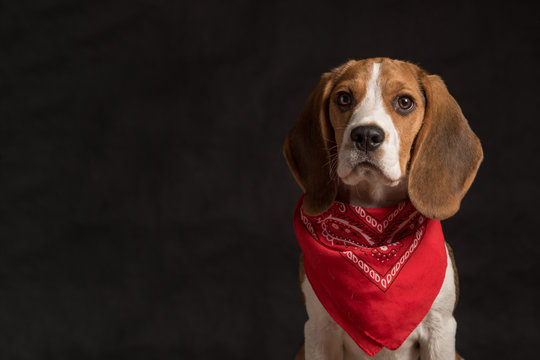 Portrait of beagle dog wearing red bandana sitting on wooden floor behind black background. Copy space Stock Foto Adobe Stock