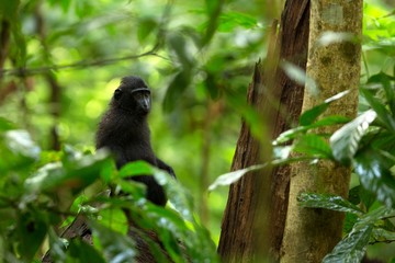 Small cute baby macaque on the branch of the tree in rainforest. Close up portrait. Endemic black crested macaque or the black ape. Unique mammals in Tangkoko National Park,Sulawesi. Indonesia