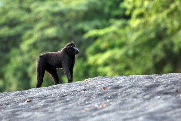 Black macaque standing on black sand on the beach. Close up portrait. Endemic black crested macaque or the black ape. Unique mammals in Tangkoko National Park,Sulawesi. Indonesia