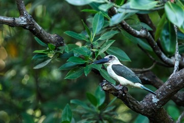 The great-billed kingfisher (Pelargopsis melanorhyncha) perches on a branch in mangrove bush, family Alcedinidae, endemic species to Indonesia, Exotic birding in Asia, Tangkoko national park