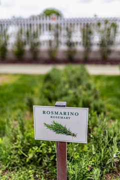 Rosmarino in coltivazioni lettiere pronte per la vendita dei vivai